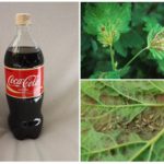 Coca-Cola dalam memerangi aphids