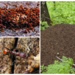 Anthill i mravi