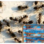 Masha fra myrerne