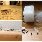 Myrer i lejligheden
