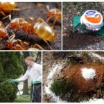 Gule myrer i landet og haven