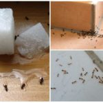 Hormigas en la casa