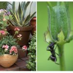 Fourmis dans un pot de fleur