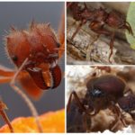 Glodalo za mravi list