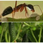 Formigues sobre cogombres