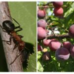 Myrer på blomme