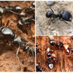 Mravi žetelaca