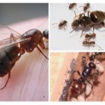 Sammensetningen av maurene i kolonien