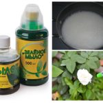 Processamento de plantas com sabão verde