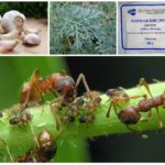Biljke u borbi protiv insekata