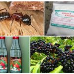Folkemidler til myrer i haven