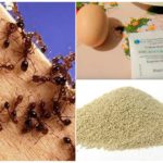 Narodni recepti za borbu protiv mrava