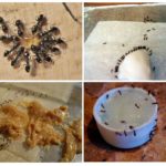 Δηλητηριώδες δόλωμα για τα μυρμήγκια