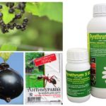 Profesionalni mravlji proizvodi