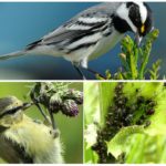 Fugle spiser bladlus