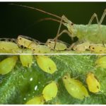 Aphid breeding