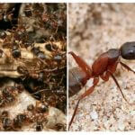 Šumski crveni mravi