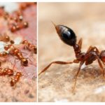 Fourmis rouges dans l'appartement