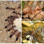 Značajke mrava buldoga