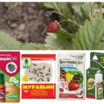 Produits de fourmi sur les fraises