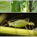 Aphid