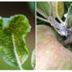 Aphid on apple tree