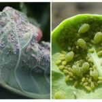 Aphid on cabbage