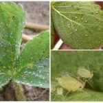 Aphids pada strawberi