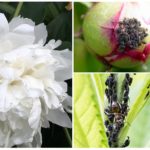 Aphids pada peonies