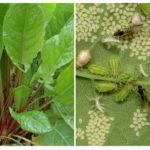 Aphid pe sorrel