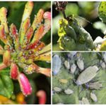 Aphids on honeysuckle