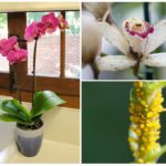 Bladlus på orkidé