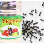 Fourmis au vinaigre