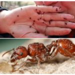 Morsure de fourmi rouge