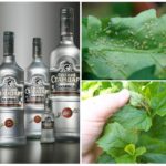 Wodka in de strijd tegen bladluizen