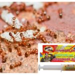 Lijek Veliki ratnik mrava