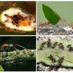 Prednosti i zla mrava