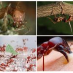 Atta myrer livet