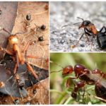 Život šumskog mrava