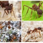 Životni nožić s mravima