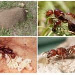 Habitat red ant