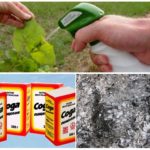 Solutions from ash and soda from aphids