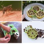 Sitron og nelliker for å beskytte mot flygende insekter