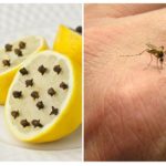 Sitron og myggnøkler