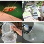 Házi szúnyogcsapdák