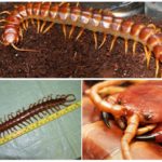 العملاق scolopendra