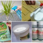 Produtos Químicos para Controle de Pragas