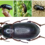 Ground beetle