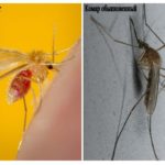Myg og myg almindeligt
