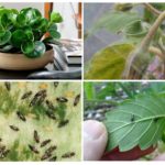 Spider mite, thrips og sopp mygg